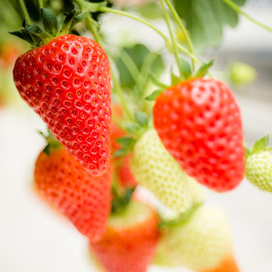 HOLST PHOTOGRAPHY-KEARNS FRUIT FARM STRAWBERRIES